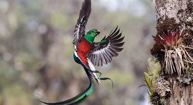 Resplendent delivery © Tyohar Kastiel - Wildlife Photographer of the Year