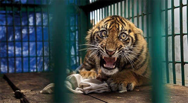 Saved but caged © Steve Winter - Wildlife Photographer of the Year