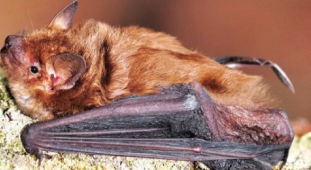 I pipistrelli