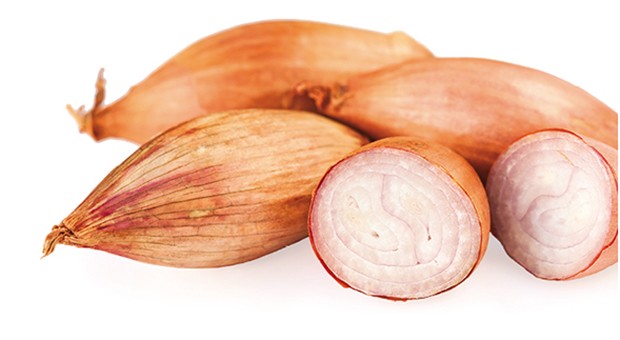 Scalogno