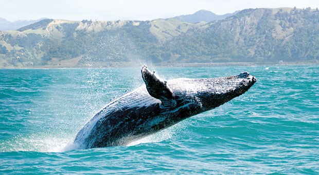 La balenottera azzurra, l’animale più grande al mondo a un passo dell’estinzione