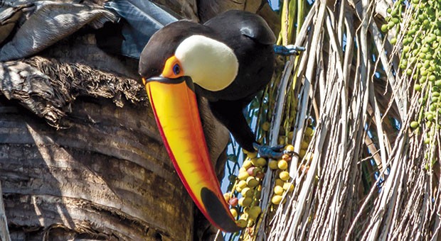 Tucano 
