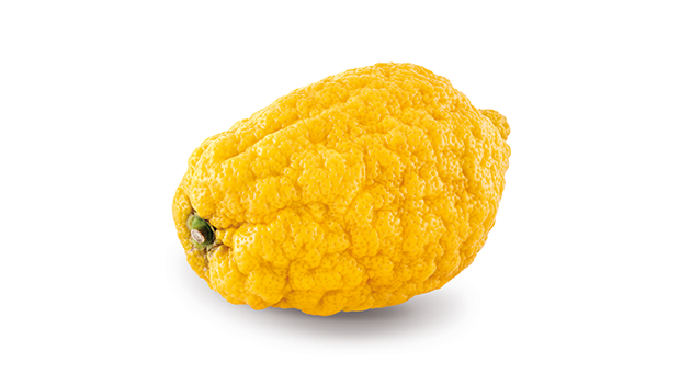 cedro