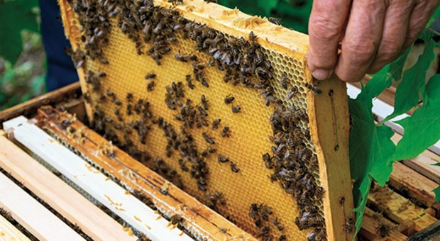 Un percorso... a tutto miele. Cremona Urban Bees