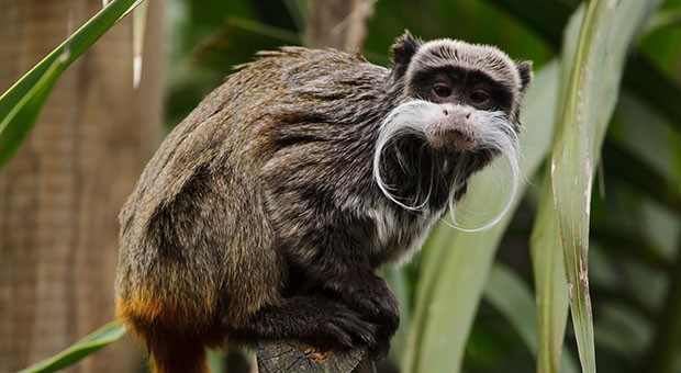 A tamarin with an imperial mustache