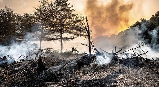 Incendio boschivo