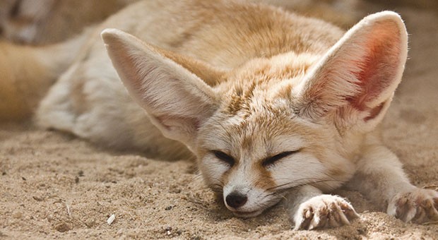 Fennec: a small fox with large ears which lives in North Africa