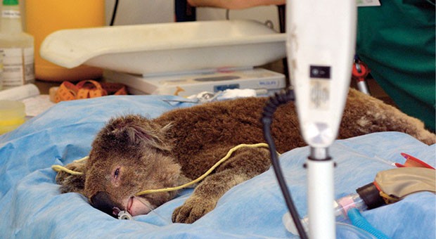 Koala ferito