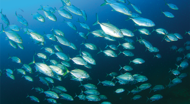 Fish Dependence Day. In Europa il pesce è finito