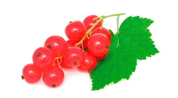 Ribes