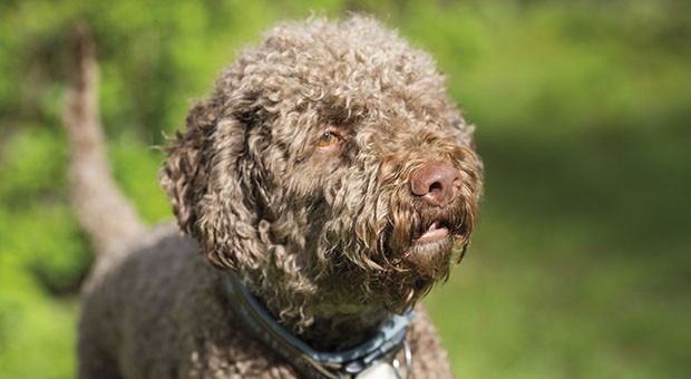 Un mondo... da cani!
