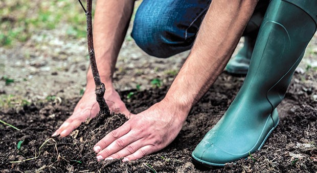 Progetto “Ventidue Alberi”. Un albero per ogni scuola