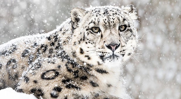 leopardo delle nevi
