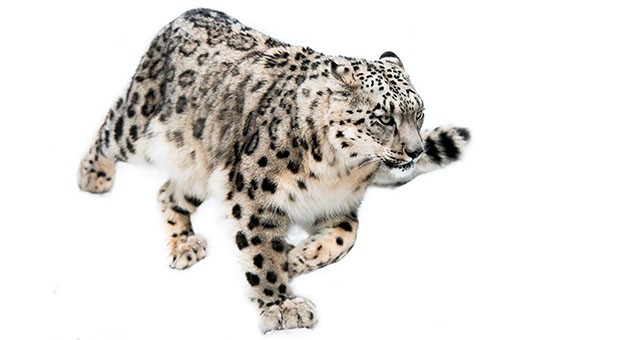 leopardo delle nevi