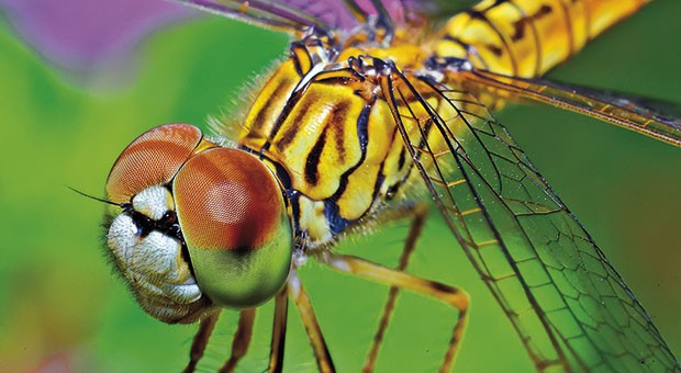 Libellule, piccoli e aggraziati predatori d'acqua