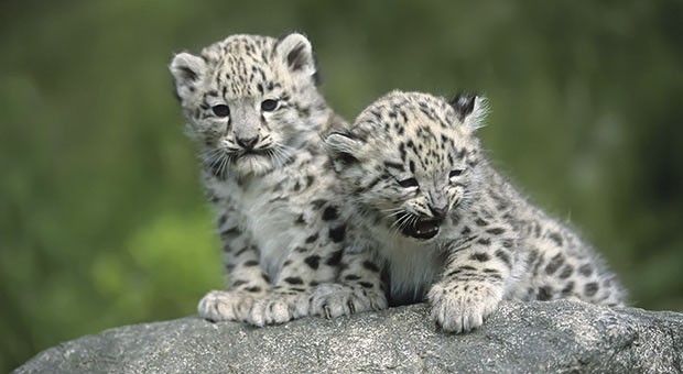 cuccioli 