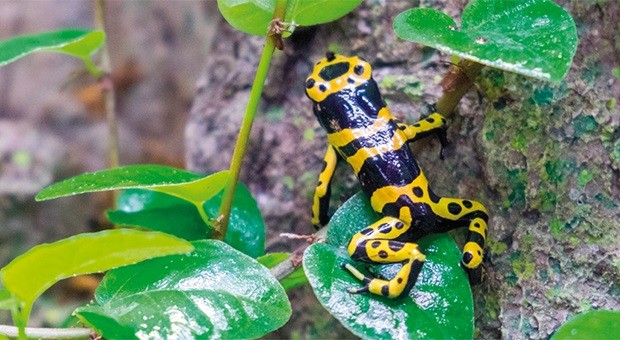The golden poison frog