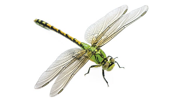 Libellula