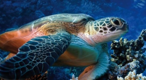 Tartaruga caretta caretta