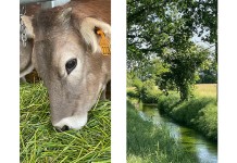 Azienda Ardemagni: Bruna Alpina Originale e risorgive