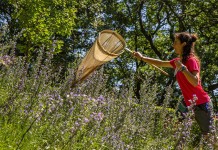 Attività del festival Dirama
