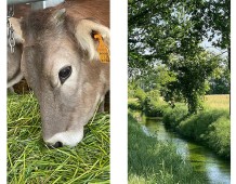 Azienda Ardemagni: Bruna Alpina Originale e risorgive