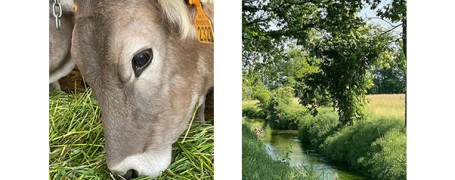 Azienda Ardemagni: Bruna Alpina Originale e risorgive