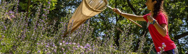 Attività del festival Dirama