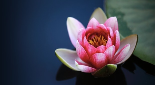 fiore di loto