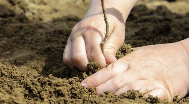 Un Bosco per la città… di Bergamo